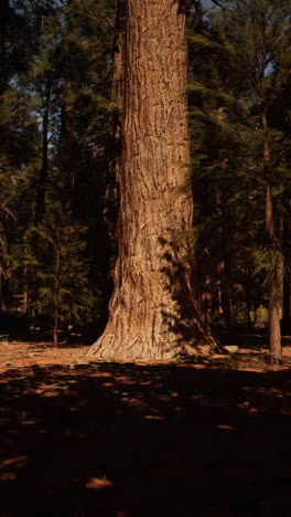 large tree in forest