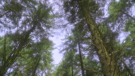 View-upwards-to-swaying-pine-treetops-on-bright-summer-day-in-English-woodland-with-very-slow-pan