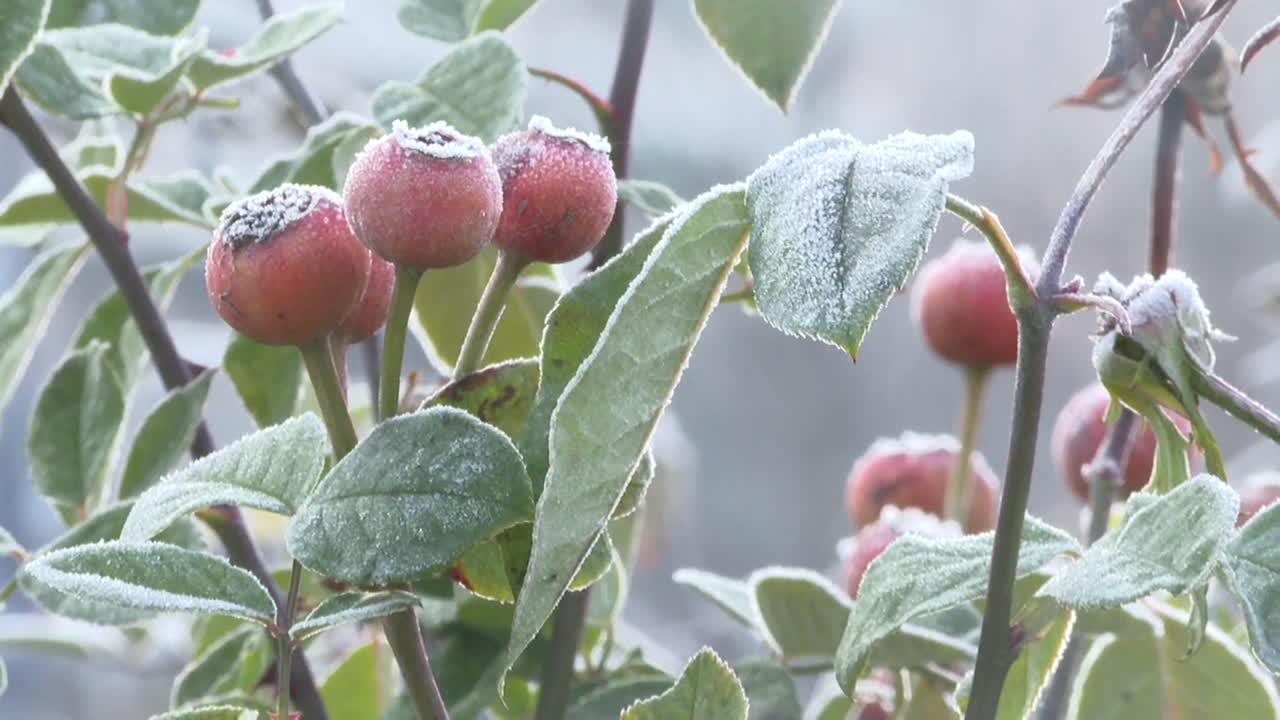 Frost on Rose Hips