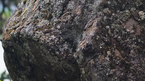 Closeup-Of-Large-Rock-With-Moss-And-Lichen-Near-Rivershore