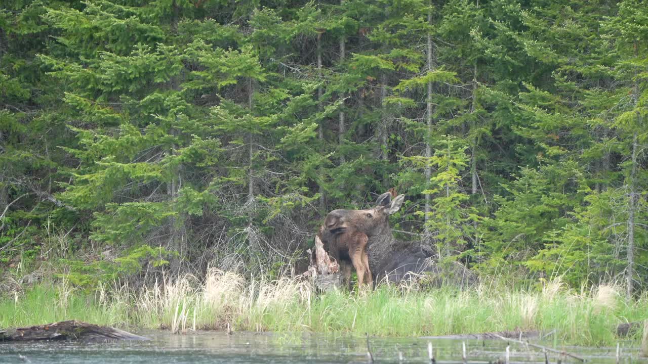 A cow moose gently rests her head on her calf while it feeds during a light rain along the edge of a pond