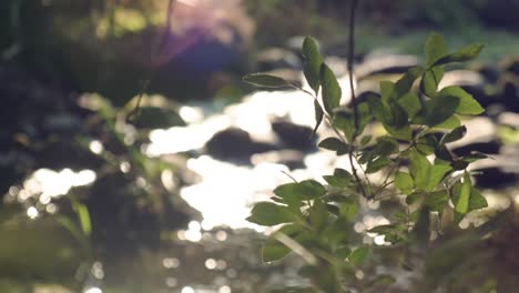 green leaves swaying in foreground, blurred river flowing in natural landscape, sunlight reflection