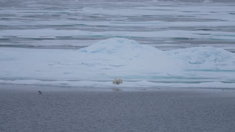 Pájaro-Volando-Por-Un-Oso-Polar-Tendido-Sobre-Hielo-Frente-Al-Frío-Mar-ártico,-Cámara-Lenta