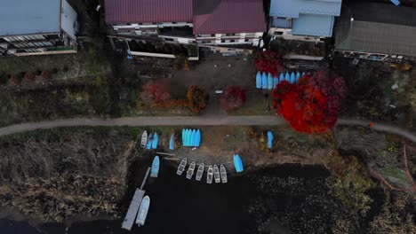 downward facing aerial fly up of boats and bright red maple tree next to lake