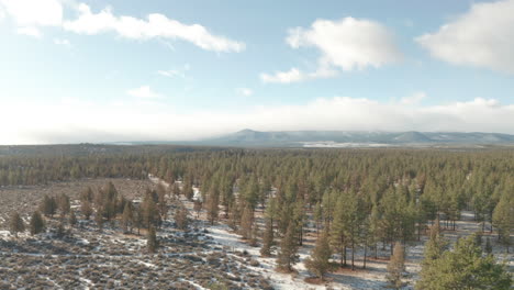 aerial shot over sparse evergreen tree growth central oregon