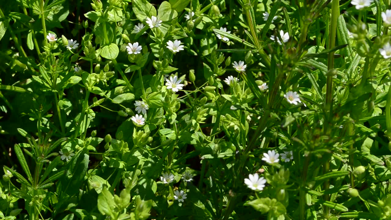 Grass and flowers in the wood. Shooting in April