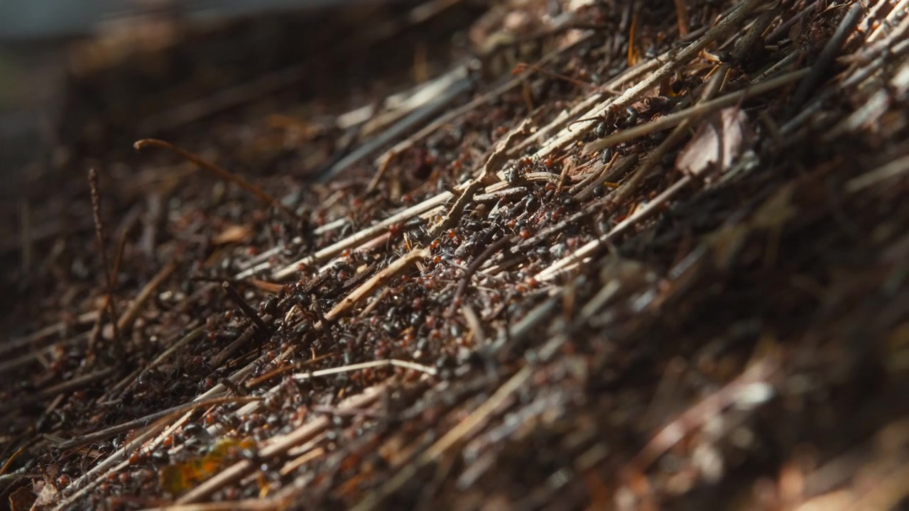 Macro view of a busy colony of red wood ants swarming in the forest