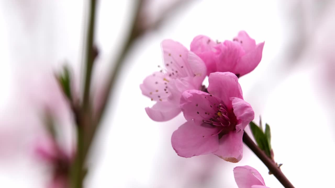 flor de cerezo, flor de sakura, cerezo floreciente en plena floración sobre fondo de cielo azul, hermosas flores de primavera, flores rosas frescas, belleza de pétalos de flores frescas