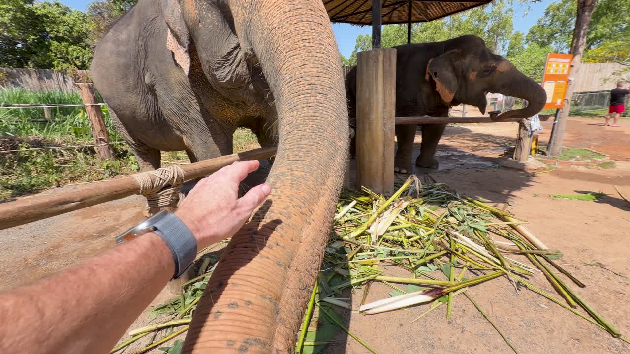 Un primo piano grandangolare mostra un elefante asiatico che estende la proboscide verso la fotocamera.