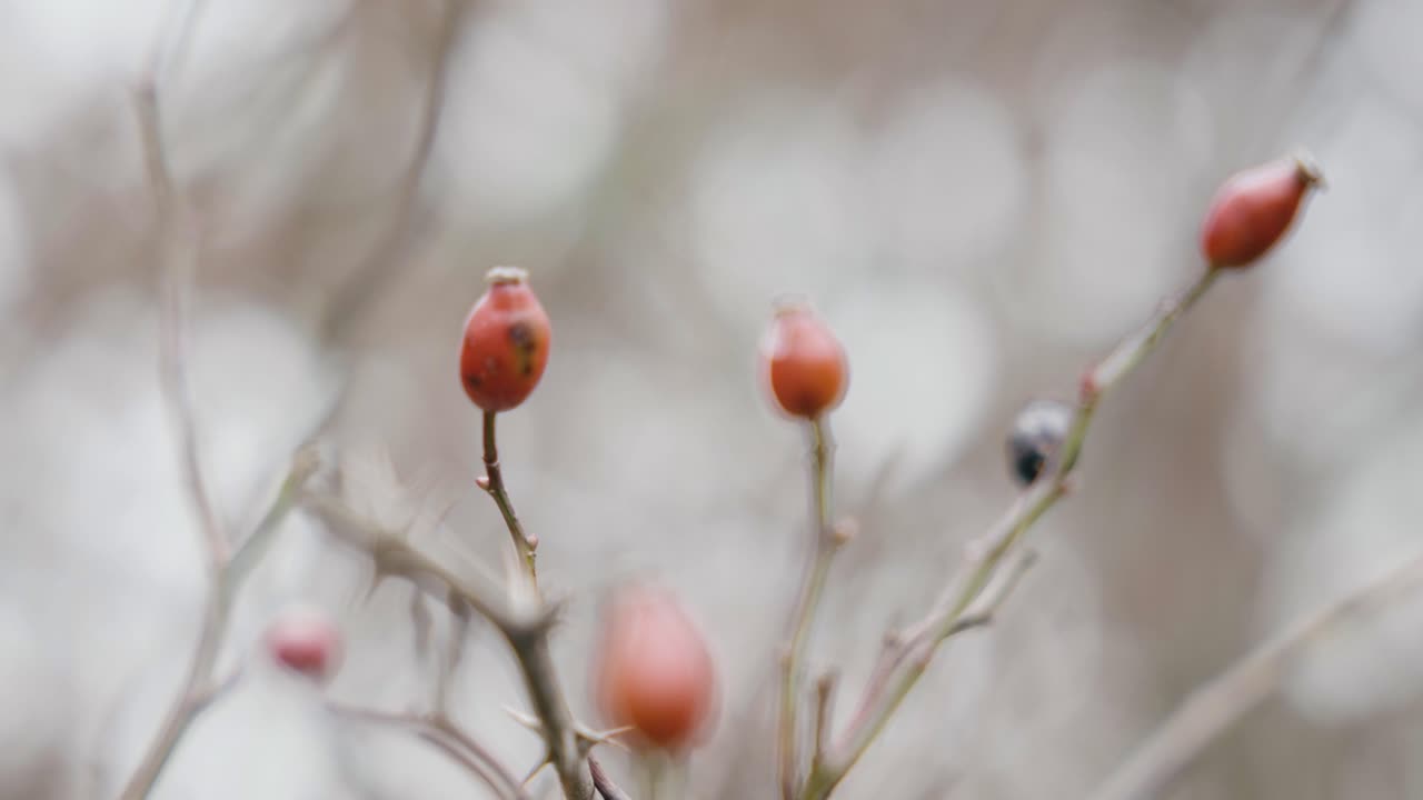 "Detailed shot of rose hips (cynorrhodons) on branches, showcasing soft red tones and delicate textures, symbolizing growth and renewal in nature, with a serene and natural ambiance."