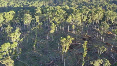 Imágenes-De-Drones-De-Un-Talador-Y-Pistas-Para-Actividades-De-Tala-De-árboles-De-Salvamento-En-El-Bosque-Estatal-De-Wombat-Cerca-De-Lyonville,-Victoria,-Australia