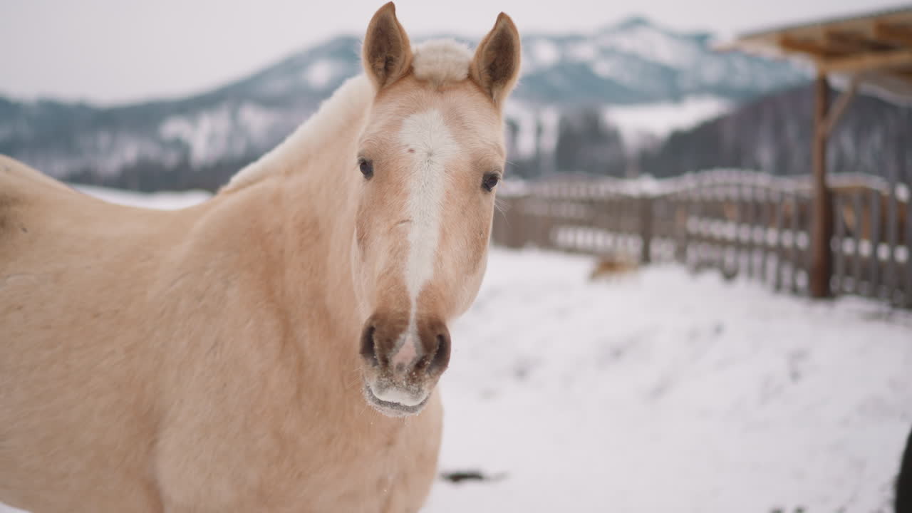 caballo blanco con melena esponjosa mastica comida mirando a la cámara