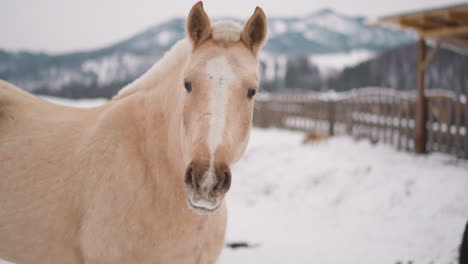 White-horse-with-fluffy-mane-chews-food-looking-in-camera