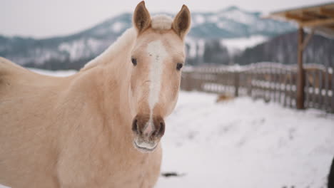 white horse with fluffy mane chews food looking in camera