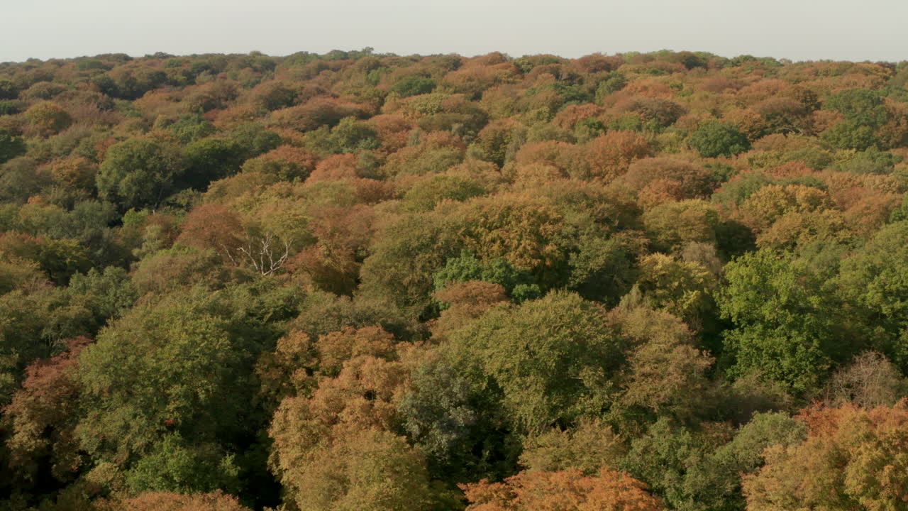 Ripresa aerea sopra un fitto bosco inglese che si tinge di arancione in autunno