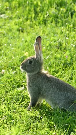 hare with long ears in the wild rabbit in the grass vertical video