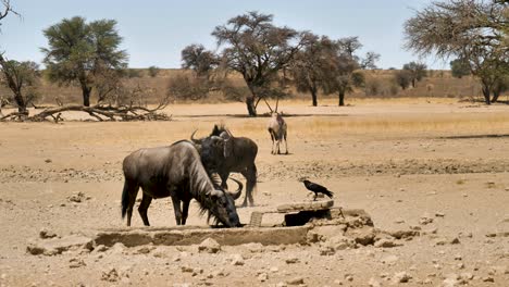 Gnus-Trinken-An-Der-Wasserstelle,-Während-Die-Krähe-Namaqua-Tauben-Frisst-Und-Im-Hintergrund-Oryxböcke-Stehen