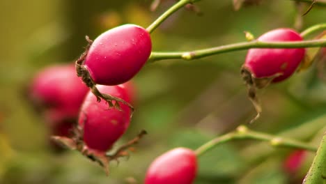 red rose hips growing in a hedgerow near to oakham in the english county of rutland in the united kingdom