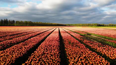 vast endless tulips flowers garden field in netherlands, pan shot