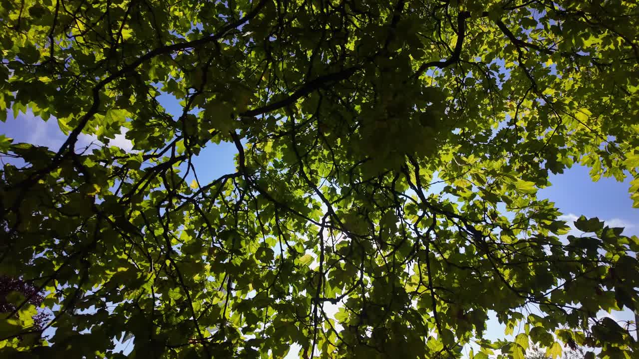 Strong sunlight filters through fresh green tree leaves against clear blue sky in Coevorden. Location: Coevorden, Drenthe, Netherlands Coevorden, Drenthe, Nederland