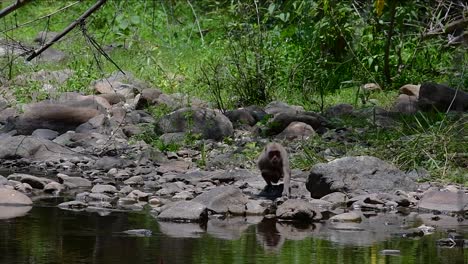 the long-tailed macaques are the easiest monkeys to find in thailand as they are present at temple complexes, national parks, and even villages and cities