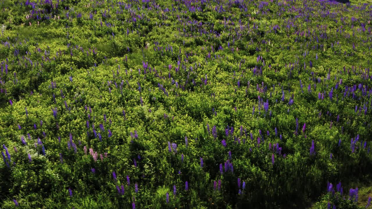 toma de arriba hacia abajo del campo de lupino con viento relajante