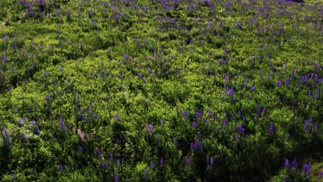 top down shot of lupine field with relaxing wind