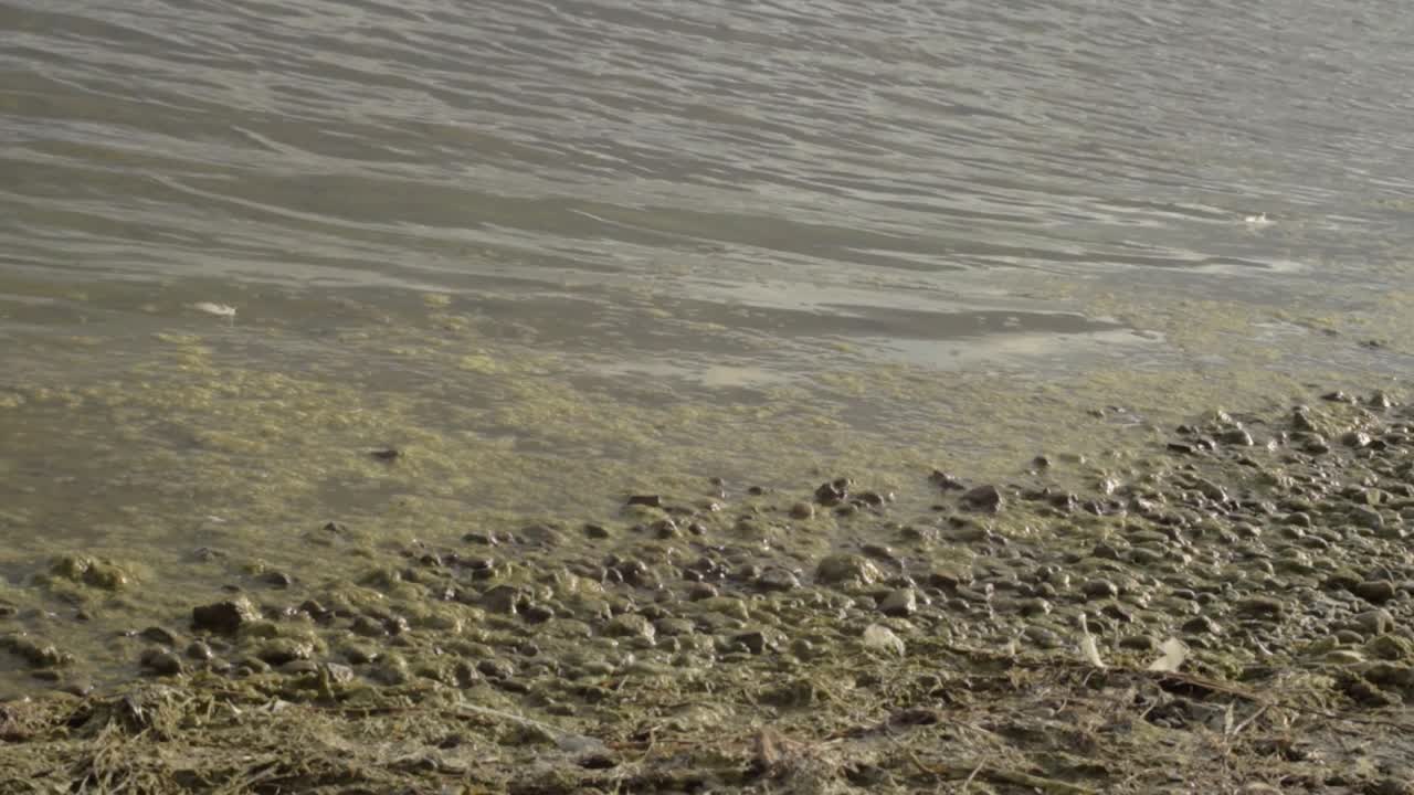 호수 물 파도와 조류 덮힌 해안선에 잔물결