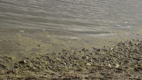 lake water waves and ripples on a algae covered shore line