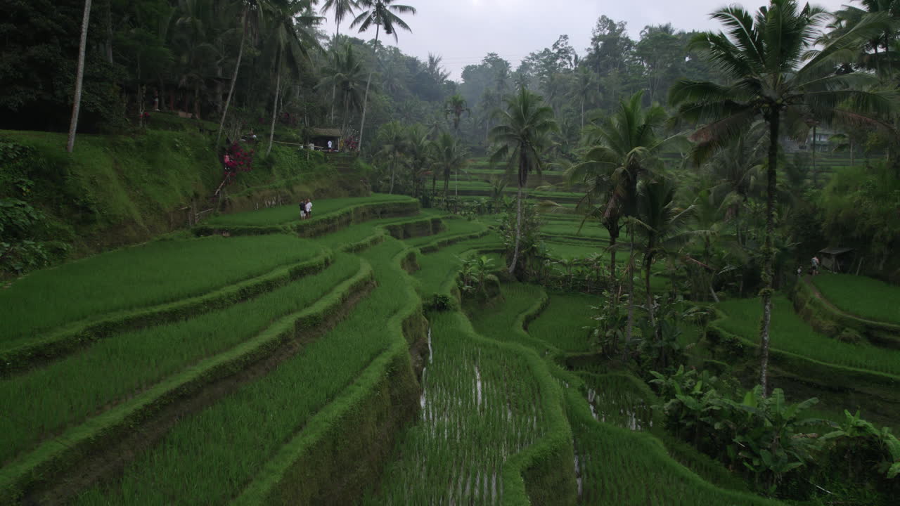 turistas caminando por las terrazas de arrozales verdes entre palmeras altas