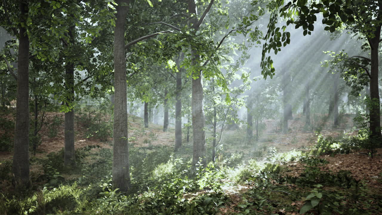 안개 숲 속 의 빛