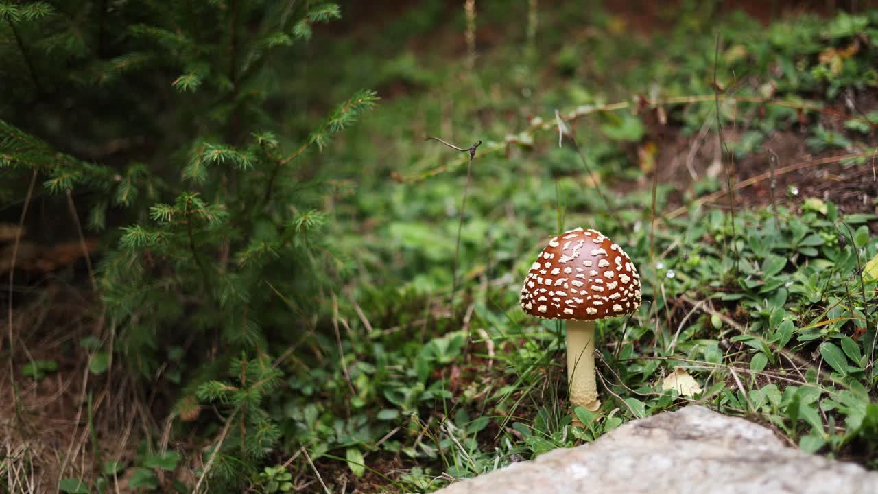 Closeup Of Panther Cap Mushroom  On The Ground