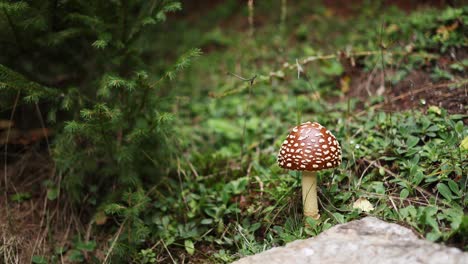 Closeup-Of-Panther-Cap-Mushroom--On-The-Ground