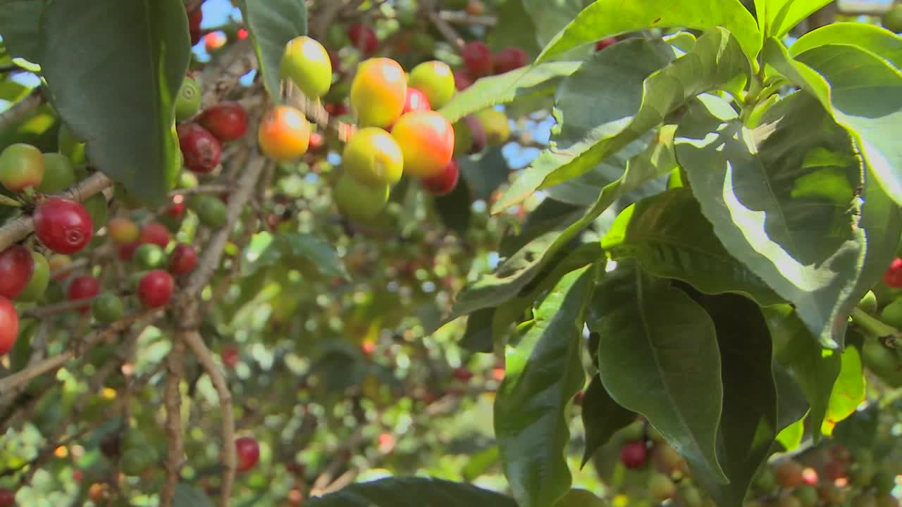 在熱帶地區的咖啡園種植咖啡豆