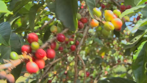 Schwenk-über-Kaffeebohnen,-Die-Auf-Einer-Kaffeeplantage-In-Den-Tropen-Wachsen