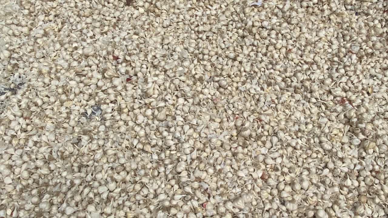 신선한 마늘 정향의 클로즈업 샷은 화창한 날에 말리도록 내버려 둡니다.