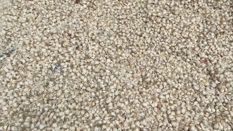 Close-up-shot-of-fresh-garlic-cloves-let-out-to-dry-on-a-sunny-day