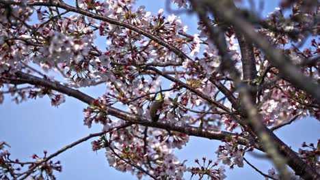 a warbling white eye on a cherry blossom tree