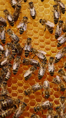 numerous working bees covering the surface of honeycombs. honey insects creating the wax cells for storing honey. vertical video