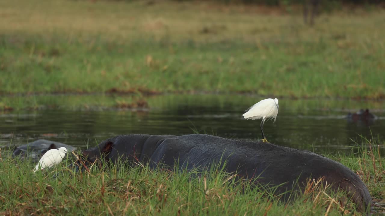 toma amplia de garcetas sentadas en la espalda de un hipopótamo, khwai botswana