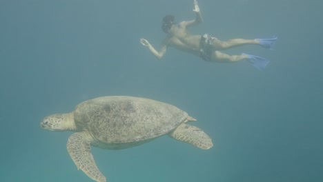 young man diving underwater beside sea turtle in indonesia waters,close up