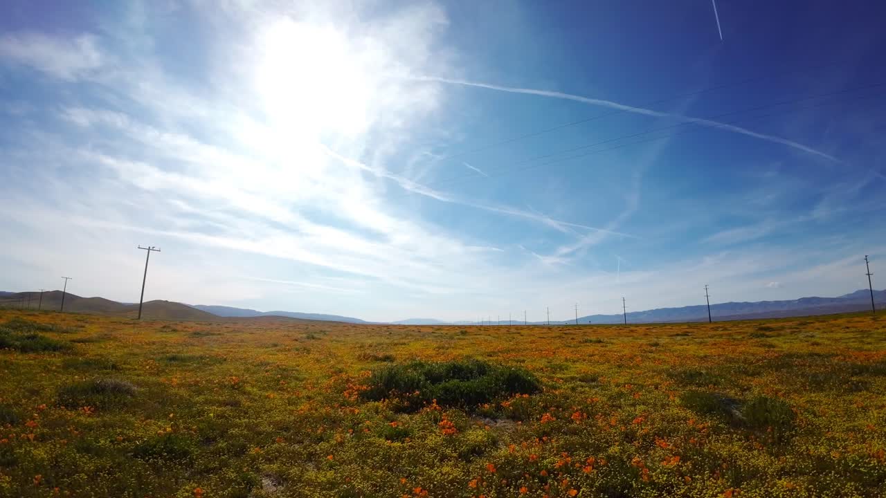 모하베 사막은 봄 비가 내린 후 야생 꽃으로 꽃을 피운다 - 낮은 고도 공중 비행장
