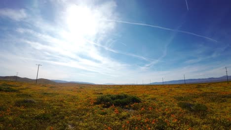 el desierto de mojave florece con flores silvestres después de las lluvias de primavera - paso aéreo de baja altitud
