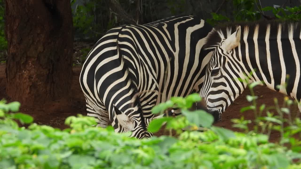 dos cebras blancas y negras comiendo hierba en el zoológico