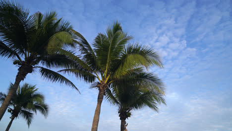 Palmera-De-Coco-Con-Hermoso-Cielo-Azul-Y-Nubes