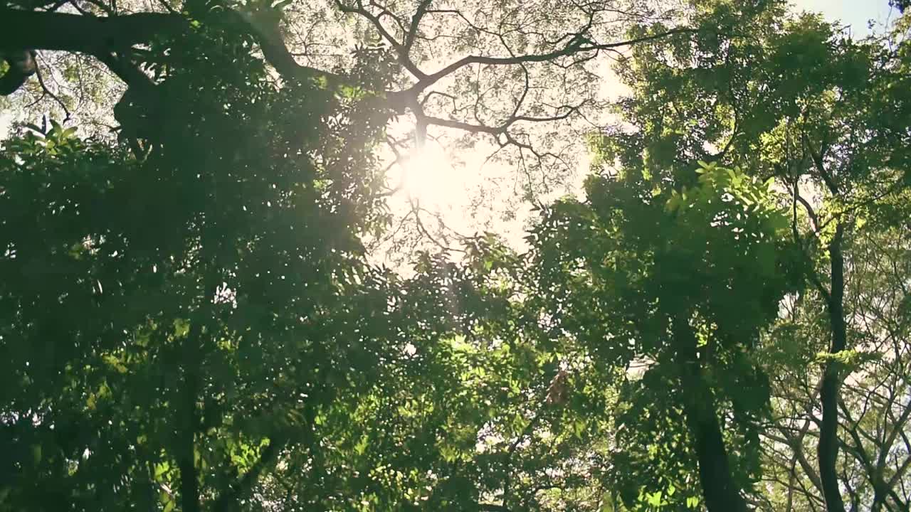 Tilt up moving shot tree