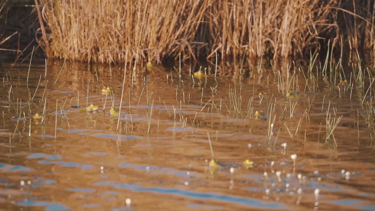 rana ataca a otra rana en estanque por territorio, toma a cámara lenta
