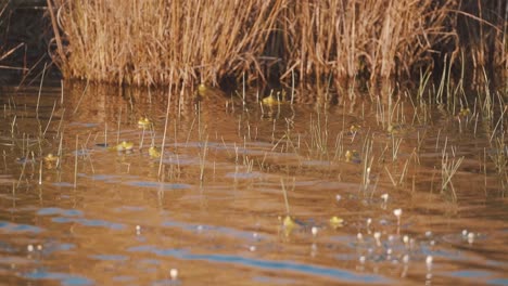 Frog-attacks-another-frog-in-pond-for-territory,-slow-motion-shot