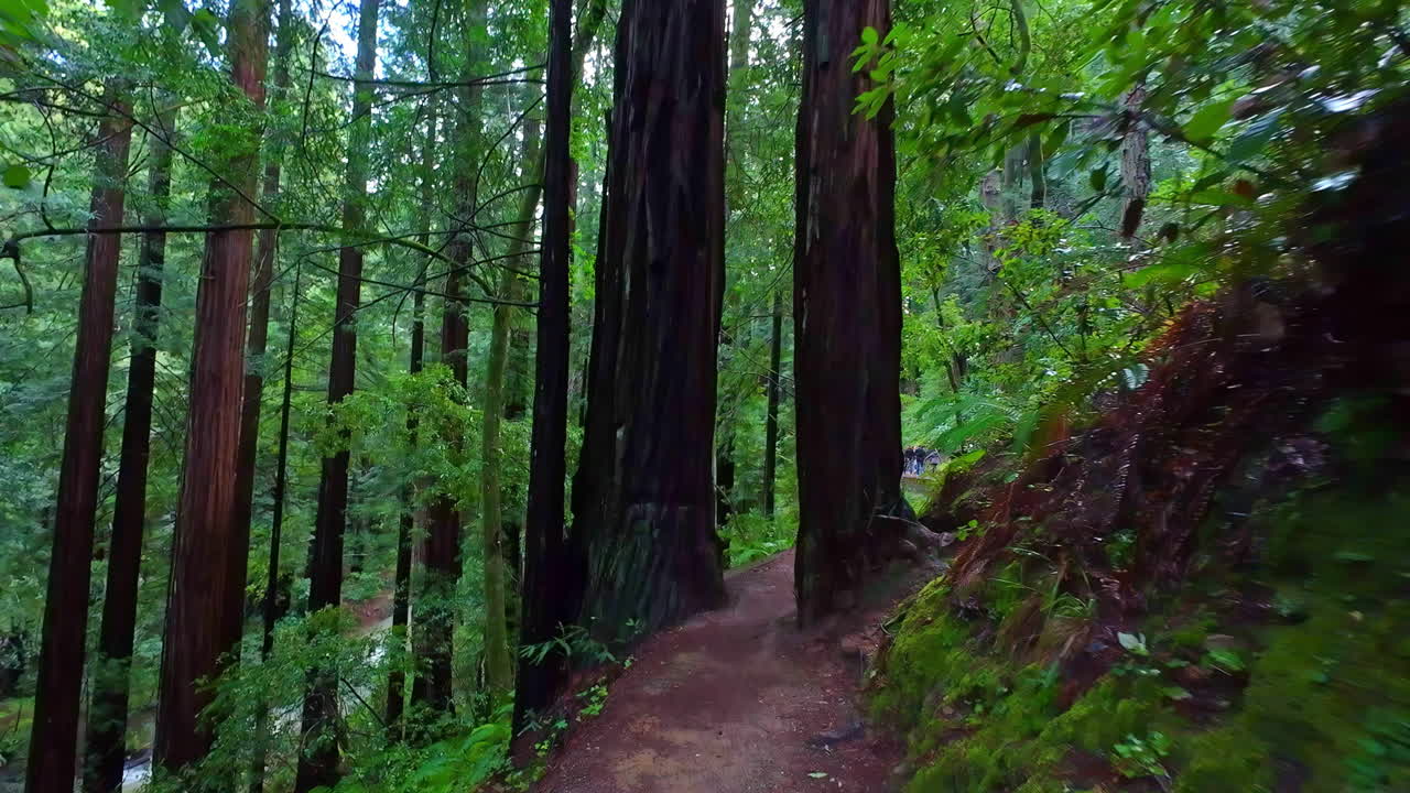 volando sobre una pasarela que pasa entre dos sequoias