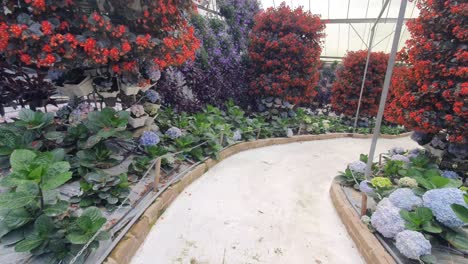 las hermosas flores y camas de hierba de cameron highlands, malasia.